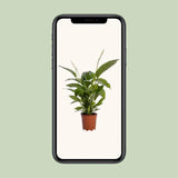 Spathiphyllum Bingo Cupido - Ø19cm - ↕80cm Everspring