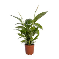 Spathiphyllum Bingo Cupido - Ø19cm - ↕80cm Everspring
