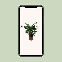 Spathiphyllum Douce Silvana - Ø24cm - ↕80cm - GREEN OASIS - SHOP