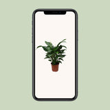 Spathiphyllum Douce Silvana - Ø24cm - ↕80cm - GREEN OASIS - SHOP