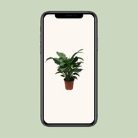 Spathiphyllum Douce Silvana - Ø24cm - ↕80cm - GREEN OASIS - SHOP