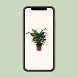 Spathiphyllum Douce Silvana - Ø24cm - ↕80cm - GREEN OASIS - SHOP