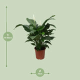 Spathiphyllum Douce Silvana - Ø24cm - ↕80cm - GREEN OASIS - SHOP