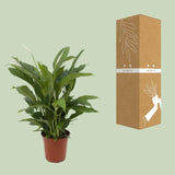 Spathiphyllum Torelli P17 - Ø17cm - ↕65cm - GREEN OASIS - SHOP