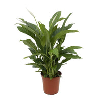Spathiphyllum Torelli P17 - Ø17cm - ↕65cm - GREEN OASIS - SHOP