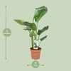 Strelitzia Nicolai - Ø17cm - ↕60cm - GREEN OASIS - SHOP Plantes vertes originales livrées à votre domicile