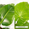 Strelitzia Nicolai - Ø19cm - ↕85cm + Alocasia Macrorrhiza - Ø19cm - ↕70cm Everspring