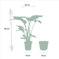 Strelitzia Nicolai - Ø19cm - ↕90cm + Panier Selin Everspring