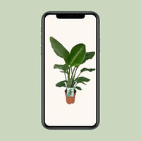 Strelitzia Nicolai - Oiseau de Paradis - Ø19cm - ↕90cm - GREEN OASIS - SHOP