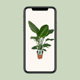 Strelitzia Nicolai - Oiseau de Paradis - Ø19cm - ↕90cm.