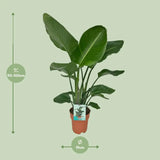 Strelitzia Nicolai - Oiseau de Paradis - Ø19cm - ↕90cm.