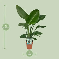 Strelitzia Nicolai - Oiseau de Paradis - Ø19cm - ↕90cm - GREEN OASIS - SHOP