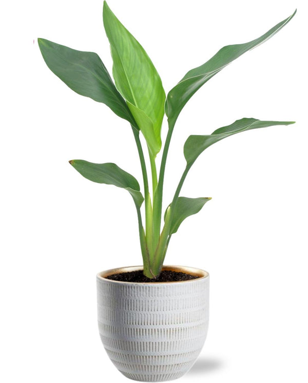 Strelitzia Reginea - Ø12cm - ↕40cm + Beau Pot D14x13cm - Blanc - GREEN OASIS - SHOP