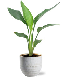 Strelitzia Reginea - Ø12cm - ↕40cm + Beau Pot D14x13cm - Blanc - GREEN OASIS - SHOP