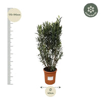 Structure Nerium Oleander - 180cm - Ø40 Everspring