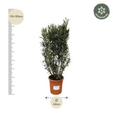 Structure Nerium Oleander - 180cm - Ø40 Everspring