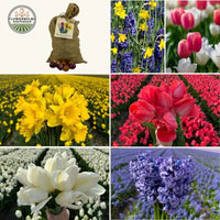 🌷 Super Holland Mix Tulipes – Pack Économique Durable, 100 Bulbes pour 2,5 m² de Fleurs Hollandaises – Taille 12+.