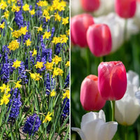 🌷 Super Holland Mix Tulipes – Pack Économique Durable, 100 Bulbes pour 2,5 m² de Fleurs Hollandaises – Taille 12+ - GREEN OASIS - SHOP