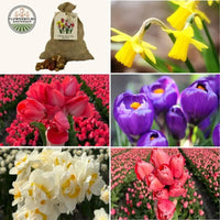 🌼 Super Lasting Wild Mix – Pack Économique Durable, 100 Bulbes pour 2,5 m² de Fleurs Sauvages Éblouissantes.