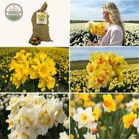 🌼 Super Narcissus Mix – Pack Économique Durable, 100 Bulbes pour 2,5 m² de Fleurs de Narcisses – Taille 12/14.