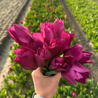 Super Tulip Mix - Paquet économique, 100 bulbes à fleurs - GREEN OASIS - SHOP