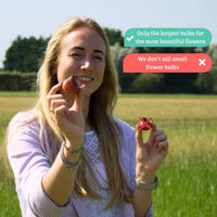 Super Tulip Mix - Paquet économique, 100 bulbes à fleurs.