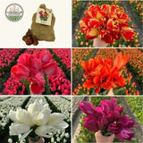Super Tulip Mix - Paquet économique, 50 bulbes à fleurs - GREEN OASIS - SHOP
