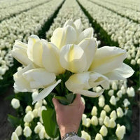 Super Tulip Mix - Paquet économique, 50 bulbes à fleurs - GREEN OASIS - SHOP