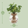 Syngonium Pixie - Ø12cm - ↕30cm - GREEN OASIS - SHOP Plantes vertes originales livrées à votre domicile