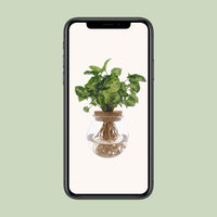 Syngonium Pixie - Ø12cm - ↕30cm - GREEN OASIS - SHOP Plantes vertes originales livrées à votre domicile
