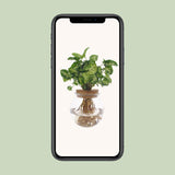 Syngonium Pixie - Ø12cm - ↕30cm - GREEN OASIS - SHOP Plantes vertes originales livrées à votre domicile