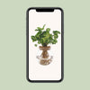 Syngonium Pixie - Ø12cm - ↕30cm - GREEN OASIS - SHOP Plantes vertes originales livrées à votre domicile