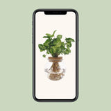 Syngonium Pixie - Ø12cm - ↕30cm - GREEN OASIS - SHOP Plantes vertes originales livrées à votre domicile