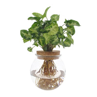 Syngonium Pixie - Ø12cm - ↕30cm - GREEN OASIS - SHOP Plantes vertes originales livrées à votre domicile