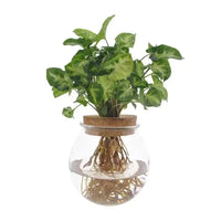 Syngonium Pixie - Ø12cm - ↕30cm - GREEN OASIS - SHOP