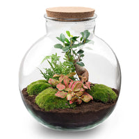 Terrarium avec couvercle en liège, conteneur en verre, mousse verte et plantes.