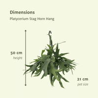 Platycerium Suspension - Ø21cm - ↕50cm Everspring