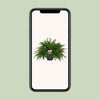 Nephrolepis Green Lady - Ø20cm - ↕60cm Everspring