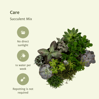 Mélange de plantes succulentes - 9 pièces - 10 cm - Ø8,5 Everspring