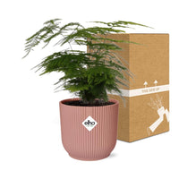 Asperges Setaceus ‘Plumosus’ + pot ELHO Vibes Fold 14 cm rose Everspring