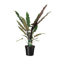 Alocasia Lauterbachiana - Ø19cm - ↕80cm Everspring