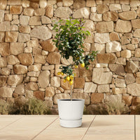 Flèche Citroën - 150 cm - ø24 Everspring