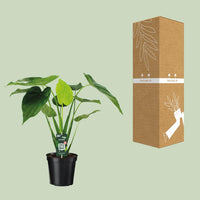 Alocasia cucullata - oreille d'éléphant - Ø19cm - ↕55cm Everspring