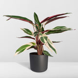 Calathea Triostar - Plante Paon - Ø19cm - ↕70cm Everspring
