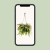 Corail rouge Rhipsalis - Ø17cm - ↕25cm Everspring