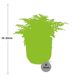 Asplenium Parvati + pot ELHO Vibes Fold 14 cm rose Everspring