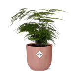 Asperges Setaceus ‘Plumosus’ + pot ELHO Vibes Fold 14 cm rose Everspring