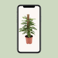 Singe Monstera - Ø17cm - ↕60cm Everspring
