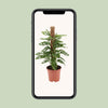 Singe Monstera - Ø17cm - ↕60cm Everspring