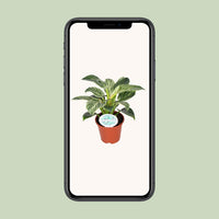 Philodendron Birkin - Ø14cm - ↕25cm Everspring